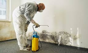 Why You Should Choose Our Mold Remediation Services in Franklin, VA